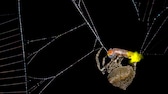 Diese Spinnenart nutzt das Licht gefangener Glühwürmchen, um weitere Beuteinsekten anzulocken.