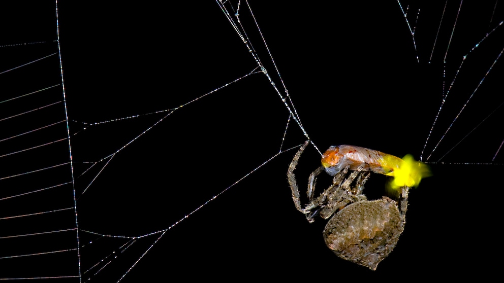 Diese Spinnenart nutzt das Licht gefangener Glühwürmchen, um weitere Beuteinsekten anzulocken.