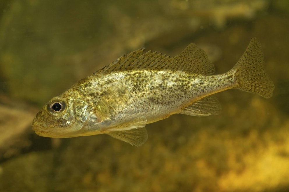 Ammersee-Kaulbarsch, Ammerseekaulbarsch (Gymnocephalus ambriaelacus), 2010 neu entdeckte Fischart, die nur im Ammersee vorkommt, Deutschland, Bayern, Ammersee