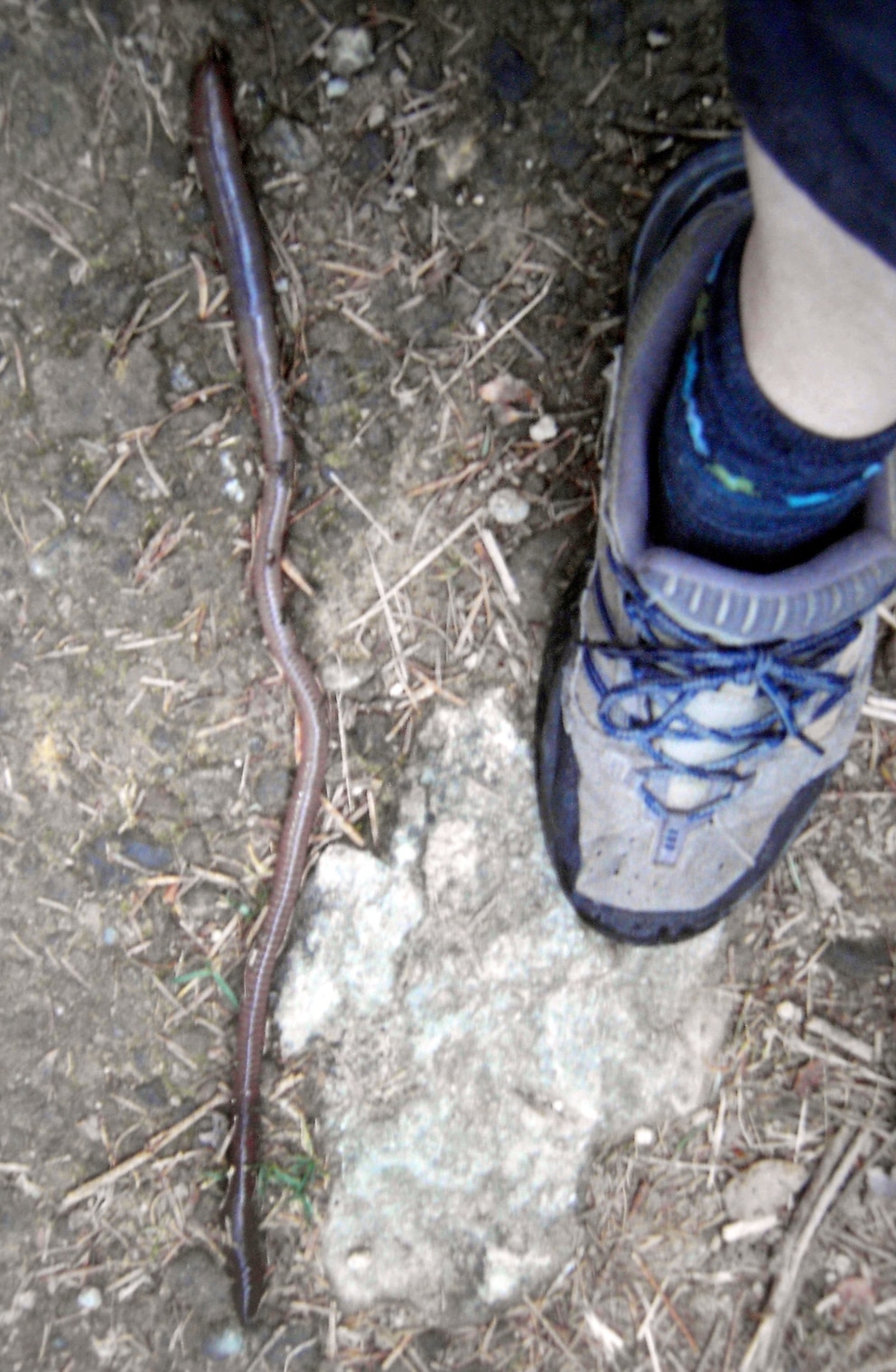 Die undatierte Aufnahme zeigt den badischen Riesenregenwurm &quot;Lumbricus badensis&quot; neben einem Wanderschuh. Der Wurm wird bis zu 60 Zentimeter lang und lebt ausschließlich in Südbaden, vor allem rund um den 1414 Meter hohen Belchen bei Schönau (Kreis Lörrach). Dort wurde nun ein bundesweit wohl einmaliger Erlebnispfad zu Ehren dieses Tieres eingerichtet.