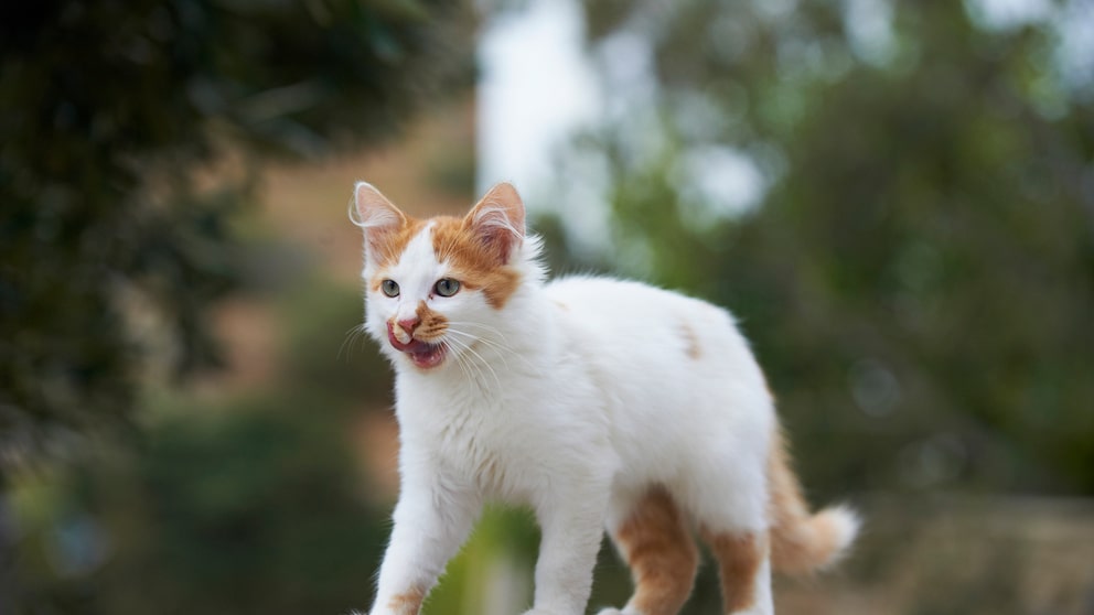 Eine Ägäische Katze auf den griechischen Inseln