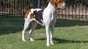 American Foxhound
