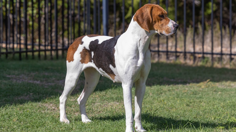 American Foxhound