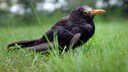 Eine vermutlich am Usutu-Virus erkrankte Amsel hockt am 13.08.2017 in Düsseldorf (Nordrhein-Westfalen) im Gras. Befallene Tiere wirken offensichtlich krank, werden apathisch und flüchten nicht mehr. Fast immer sind es Amseln, bei denen die Usutu-Epidemie festgestellt wird.