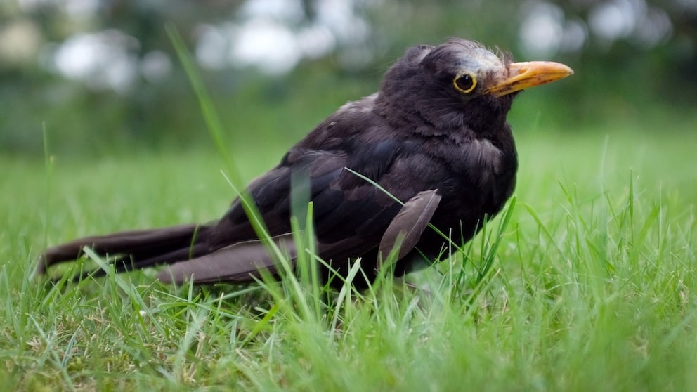 Eine vermutlich am Usutu-Virus erkrankte Amsel hockt am 13.08.2017 in Düsseldorf (Nordrhein-Westfalen) im Gras. Befallene Tiere wirken offensichtlich krank, werden apathisch und flüchten nicht mehr. Fast immer sind es Amseln, bei denen die Usutu-Epidemie festgestellt wird.