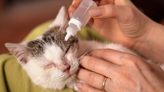 Bindehautentzündung Katze