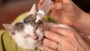 Bindehautentzündung Katze