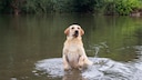 Labrador Retriever in einem See