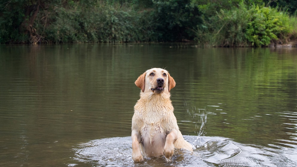 Labrador Retriever in einem See