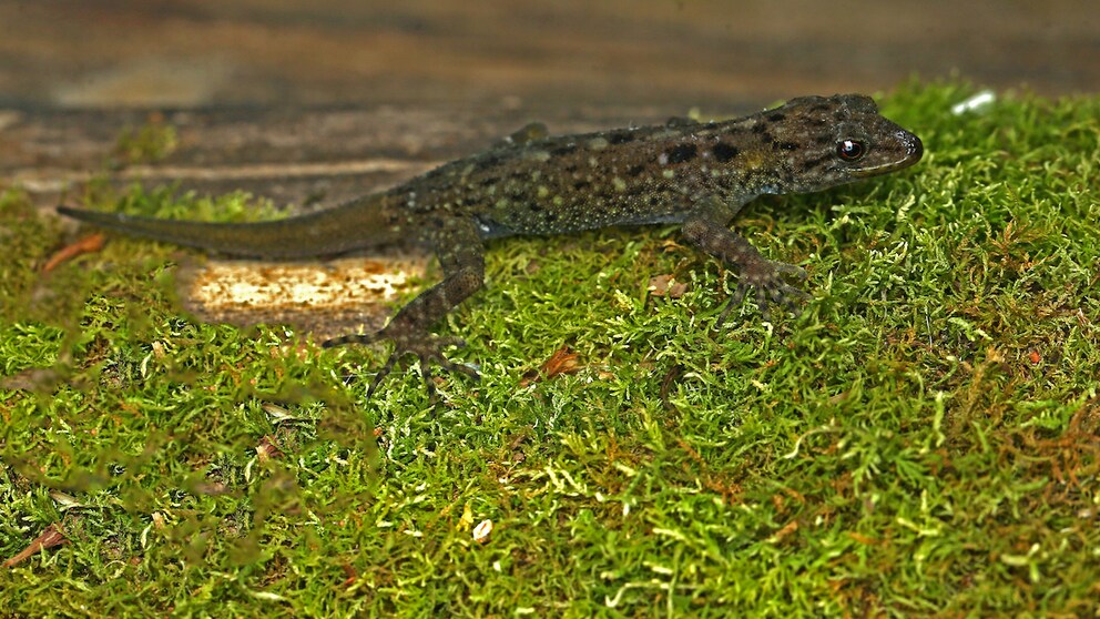 Smaug Gecko auf grünem Moos