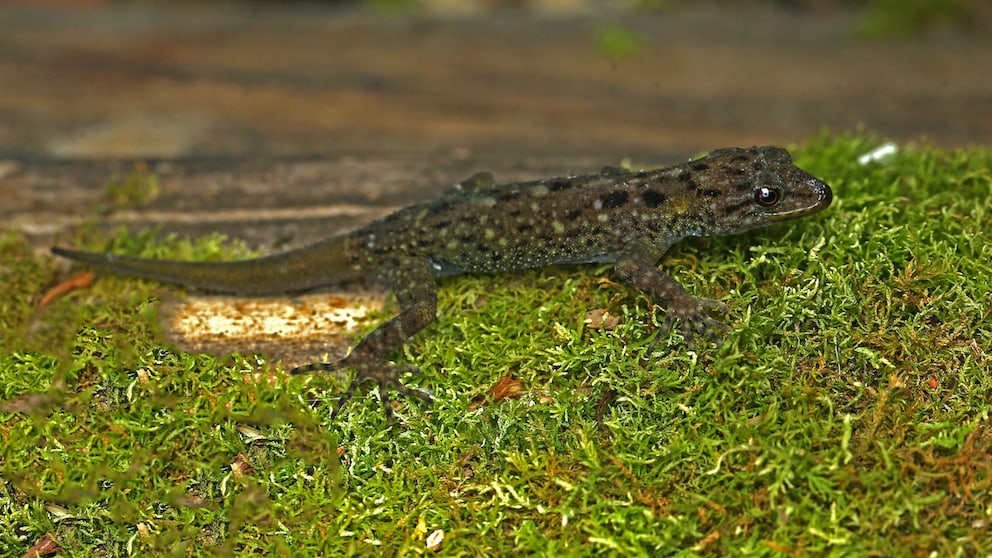 Smaug Gecko auf grünem Moos