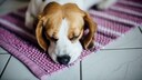 Darmverschluss beim Hund