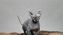 Eine Dwelf-Katze vor grauem Hintergrund