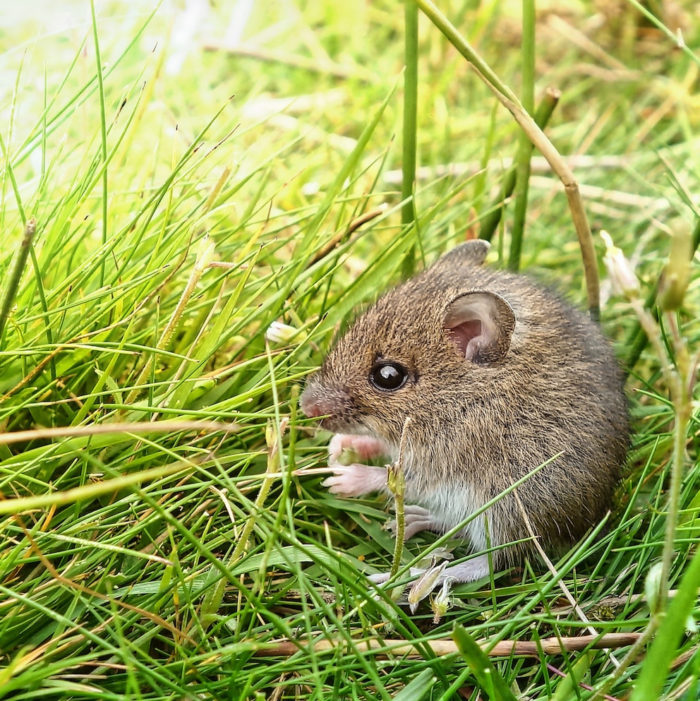 Feldmaus im Garten