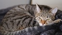 Gastritis Katze