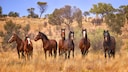 Im australischen Kosciuszko-Nationalpark süricht man von einer Wildpferde-Plage.