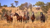 Im australischen Kosciuszko-Nationalpark süricht man von einer Wildpferde-Plage.