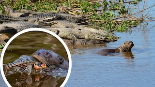 Collage aus Riesenotter mit Krokodilen und Riesenotter, der gerade einen Fisch frisst