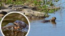 Collage aus Riesenotter mit Krokodilen und Riesenotter, der gerade einen Fisch frisst