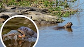 Collage aus Riesenotter mit Krokodilen und Riesenotter, der gerade einen Fisch frisst