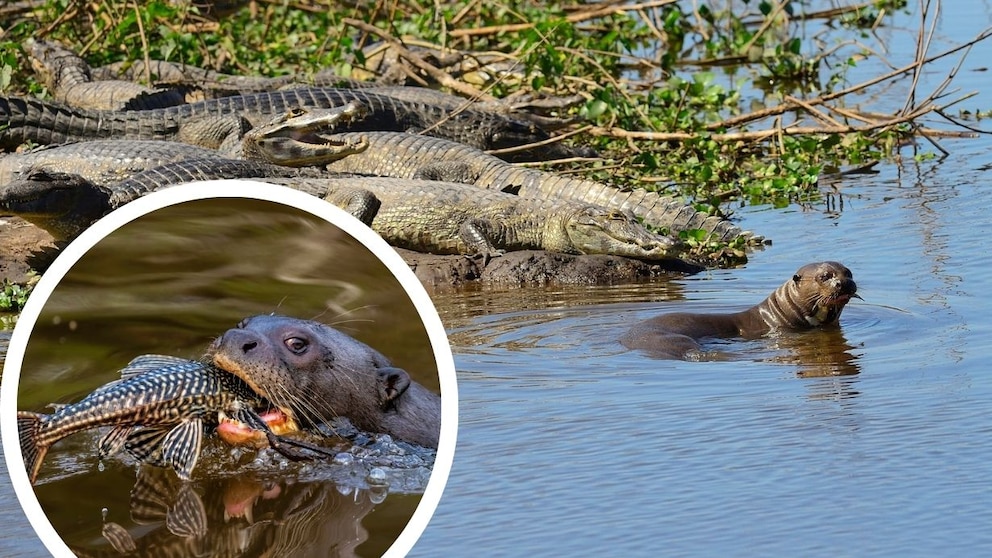 Collage aus Riesenotter mit Krokodilen und Riesenotter, der gerade einen Fisch frisst