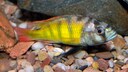 Ein Burtons Maulbrüter in einem Aquarium