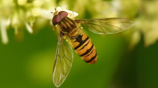 Hainschwebfliege (Episyrphus balteatus) auf weißen Blüten