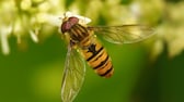 Hainschwebfliege (Episyrphus balteatus) auf weißen Blüten