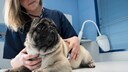 Abtreibungen kommen auch bei Hunden vor. Die Gr&uuml;nde hierf&uuml;r k&ouml;nnen vielseitig sein.