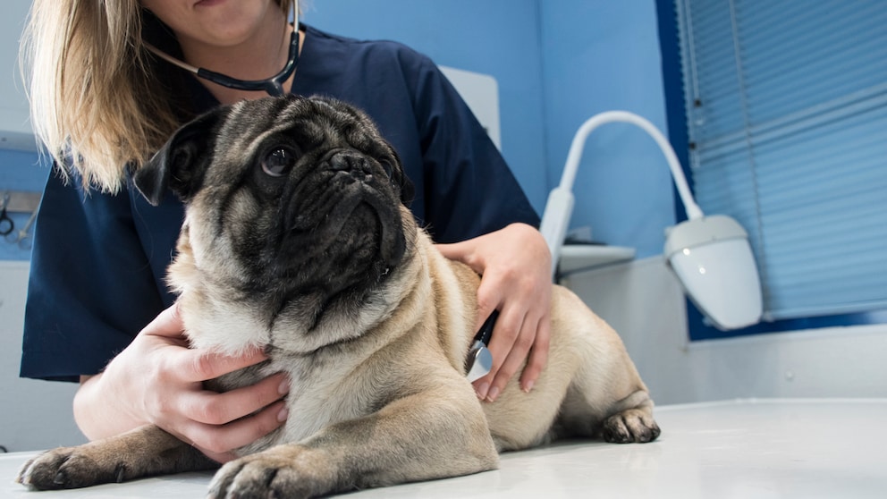 Abtreibungen kommen auch bei Hunden vor. Die Gründe hierfür können vielseitig sein.