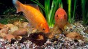 Zwei Goldfische schwimmen im Aquarium