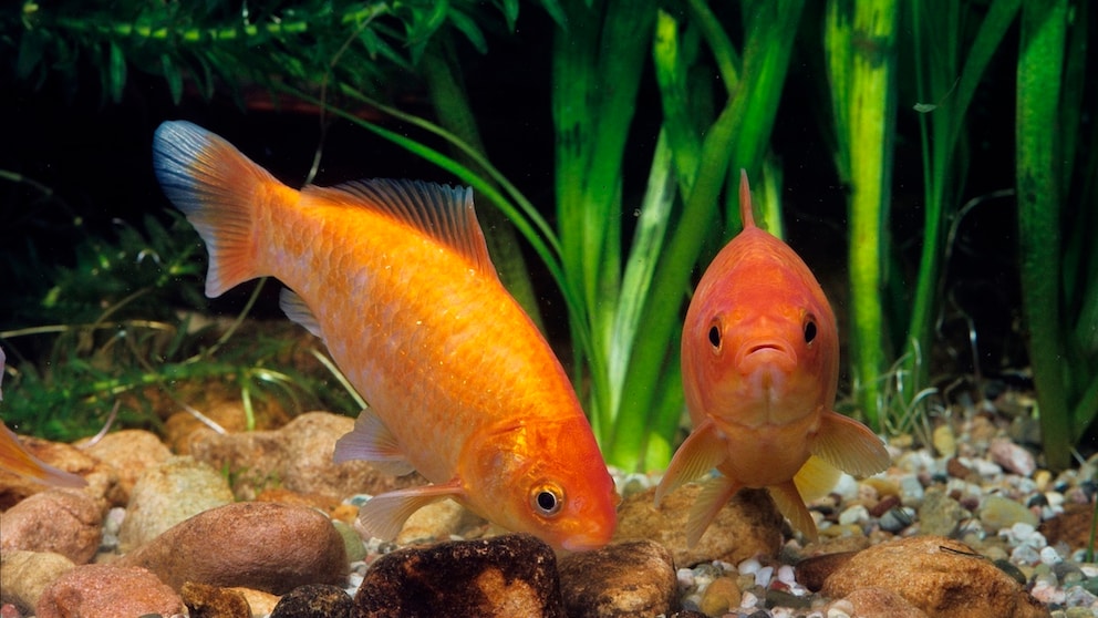 Zwei Goldfische schwimmen im Aquarium