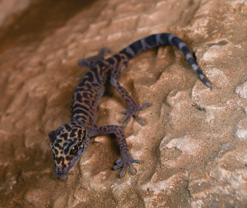 Ein Gollum-Leopardgecko