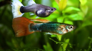 Ein Guppy-Pärchen schwimmt durchs Aquarium