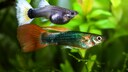 Ein Guppy-Pärchen schwimmt durchs Aquarium