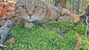 Eine Highlander Katze im Wald