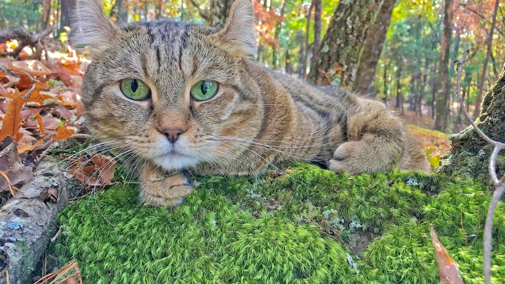 Eine Highlander Katze im Wald