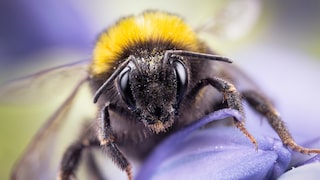 Nahaufnahme einer Hummel