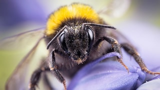 Nahaufnahme einer Hummel