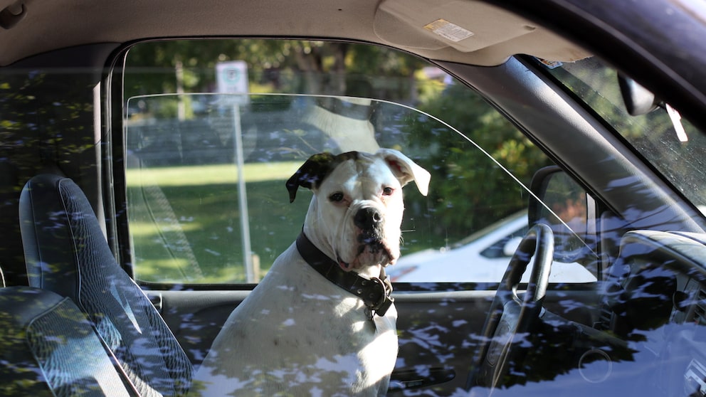 Ein Hund sitzt auf dem Fahrersitz eines Autos