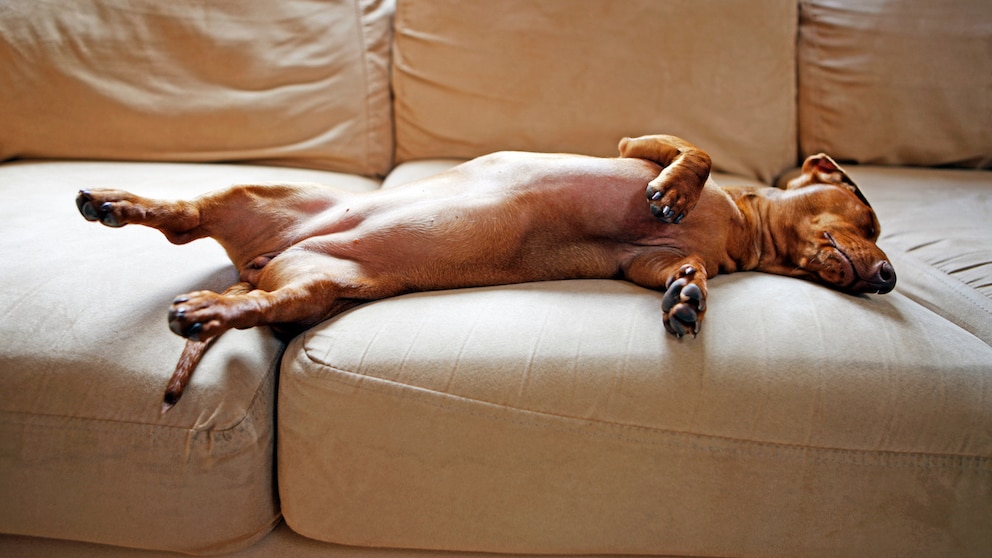 Hund liegt beruhigt auf dem Sofa.