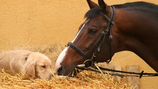 Hund und Pferd aneinander gewöhnen