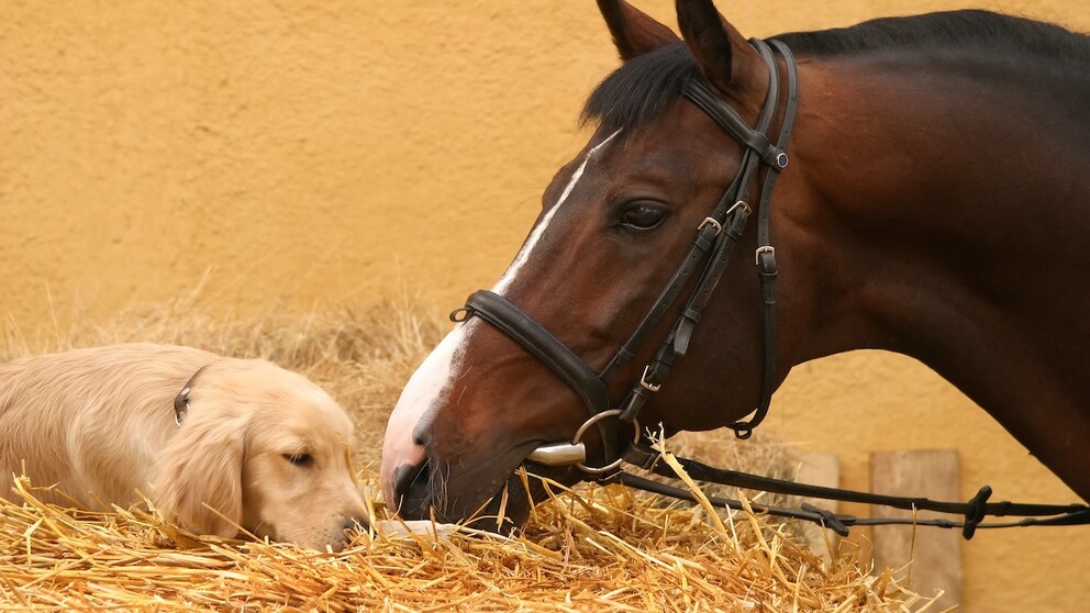 Hund und Pferd aneinander gewöhnen