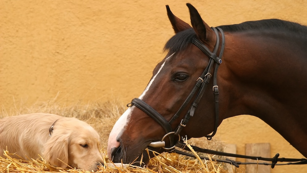 Hund und Pferd aneinander gewöhnen