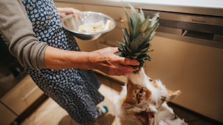 Hunde Ananas fressen