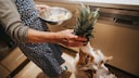 Hunde Ananas fressen