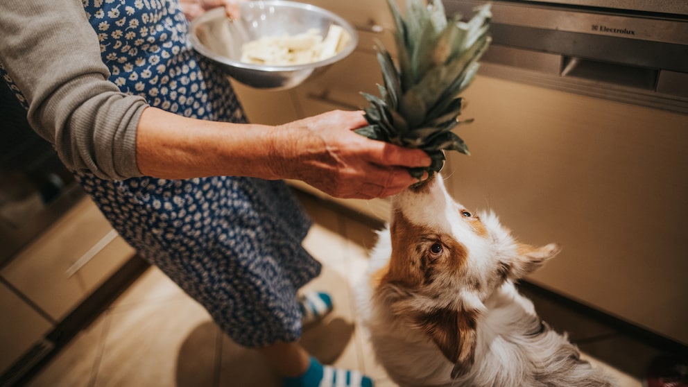 Hunde Ananas fressen