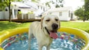 Hund artgerecht bei Hitze beschäftigen
