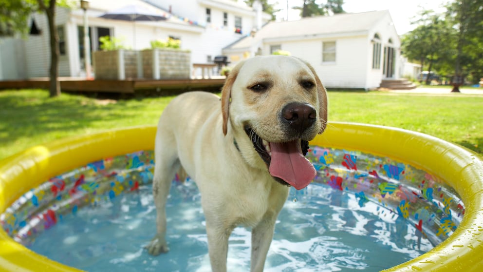 Hund artgerecht bei Hitze beschäftigen