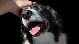 Hunde streicheln